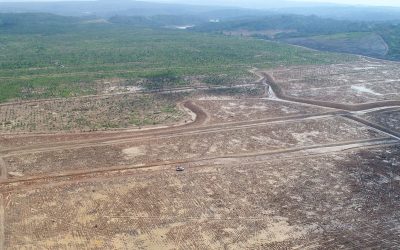 Thiess exceeds annual hectare target for mine rehabilitation at its Sangatta project, Indonesia